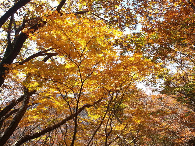 黄色紅葉.JPG