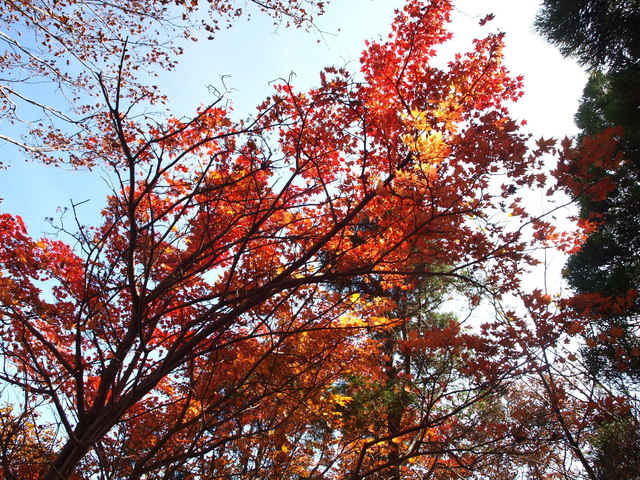 冴える紅葉 (2).JPG