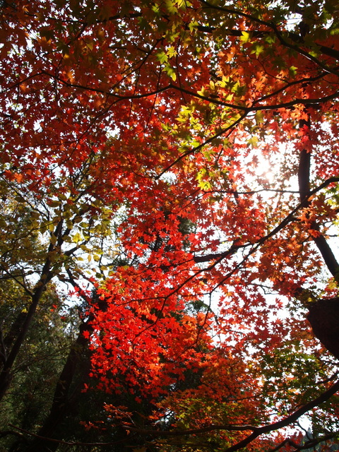 冴える紅葉 (1).JPG