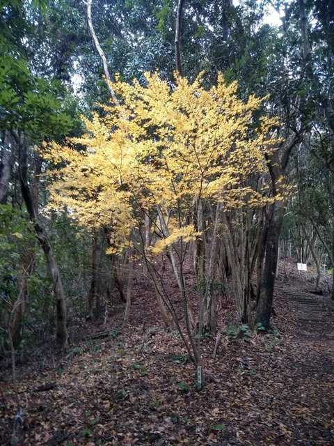 紅葉.jpg