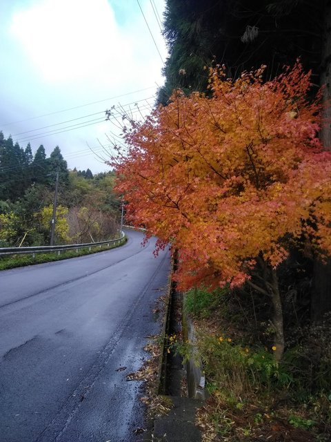 紅葉②.jpg